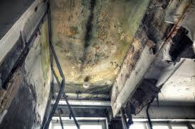 Mold Odor Removal Services in Oak Hill, FL